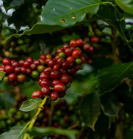 Ripe red coffee cherries on the branch before harvest and roasting